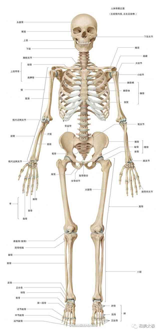 人体骨骼检测与识别技术革新