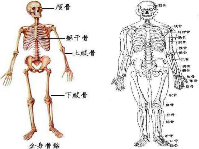 人体骨骼检测与识别技术革新