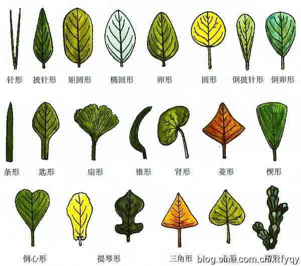 AI怎么画植物：人参、植株、须与枝干详解