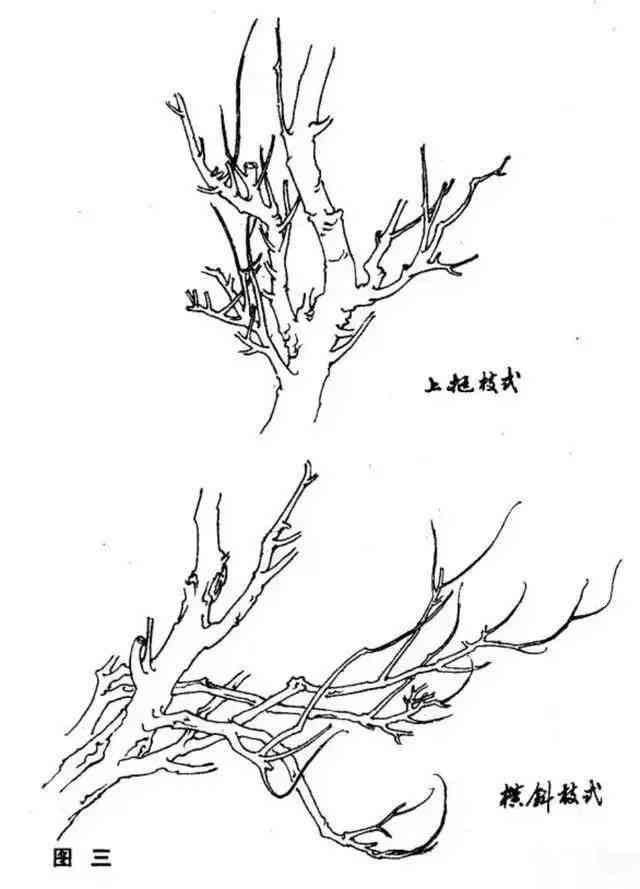 AI怎么画植物：人参、植株、须与枝干详解