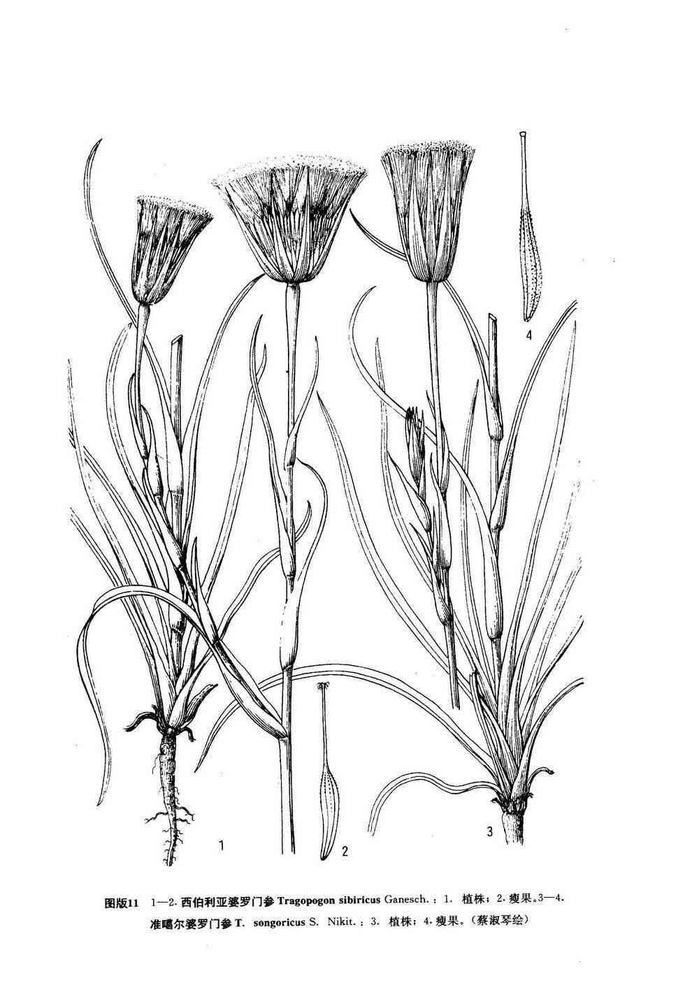 AI怎么画植物：人参、植株、须与枝干详解