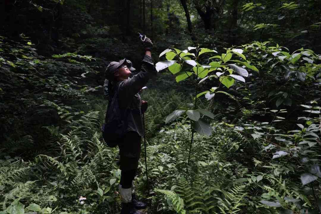 智能森林守护神器：全方位AI森林保护与监测生成软件解决方案