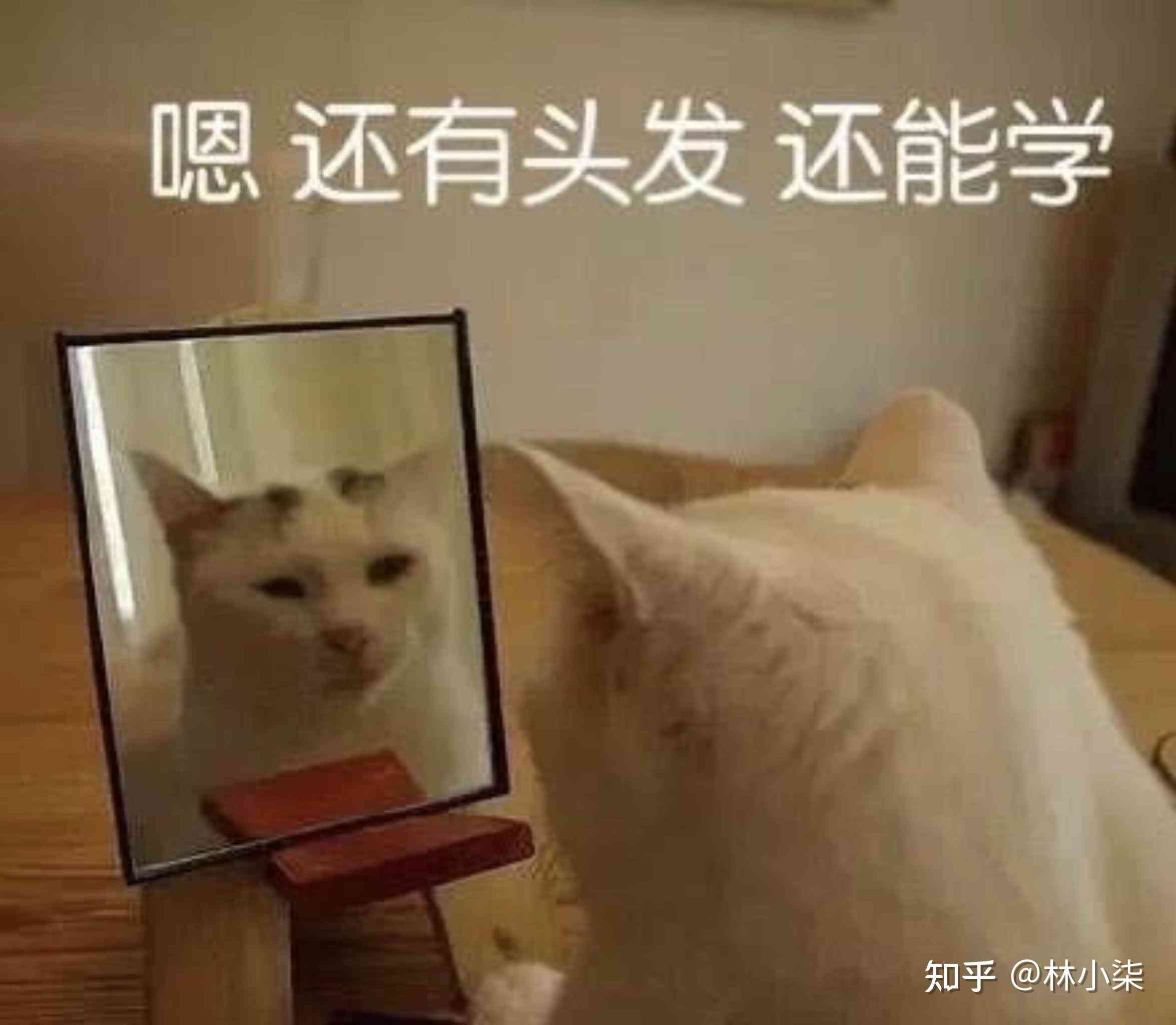 猴子无限打字定律：揭秘猴子随机打字悖论与表情包趣味解读