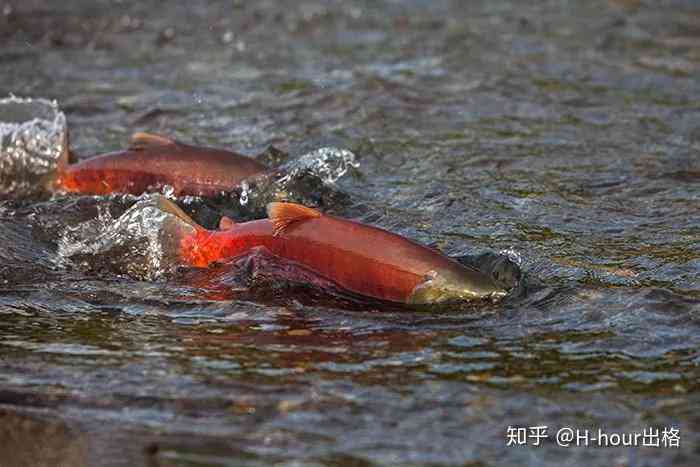 鲑鱼洄游什么意思：洄游节、障碍解析