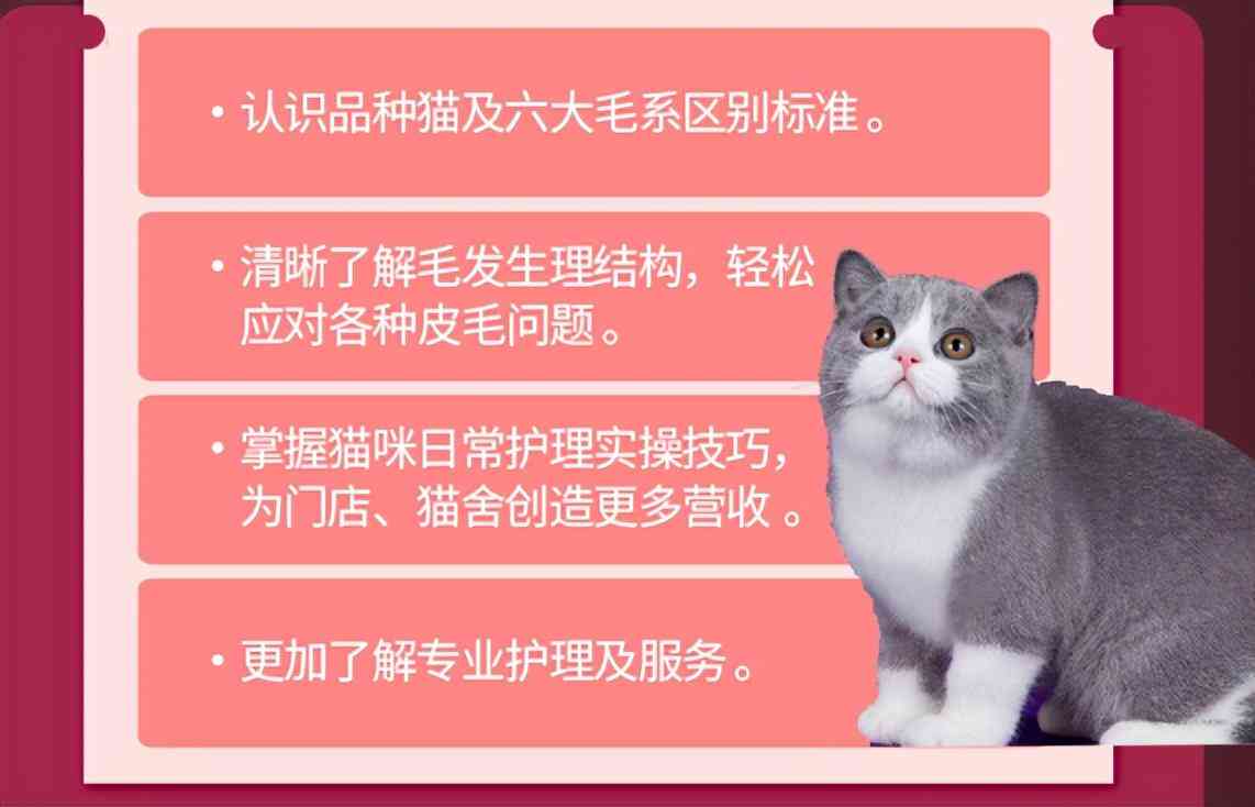 猫培训基地票价多少：门票价格一览