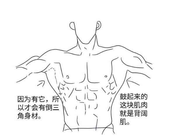 详解腹肌绘制技巧：全面指南涵男性与女性腹肌画法