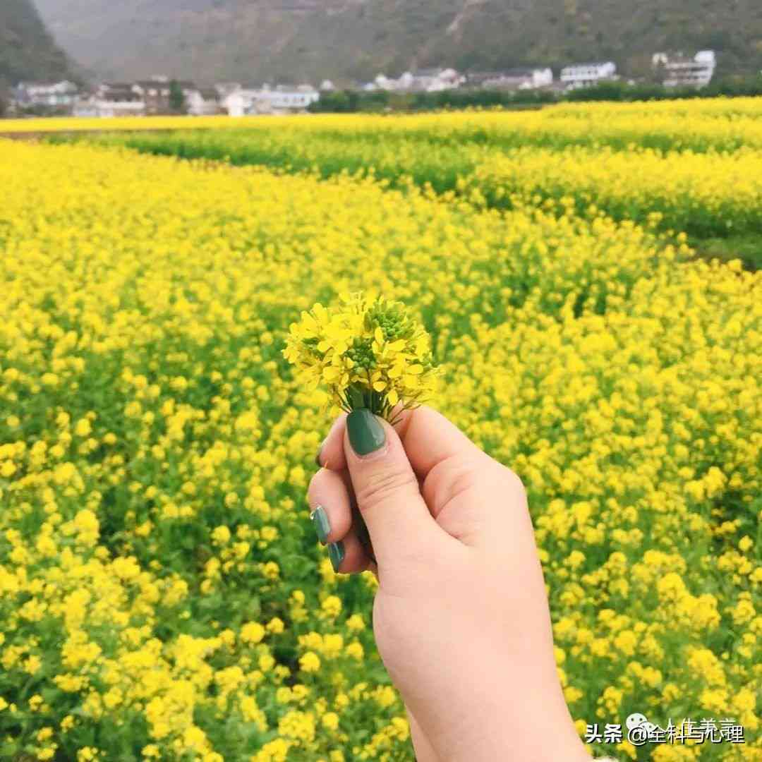 油菜花写真照发朋友圈怎么形容美景引点赞