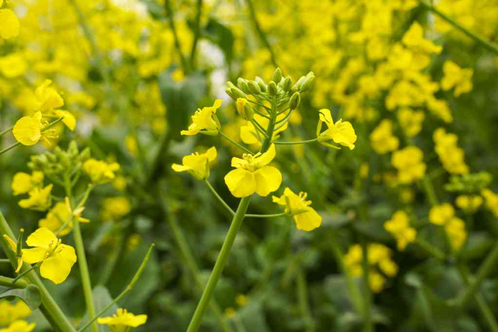 油菜花ai写真生成