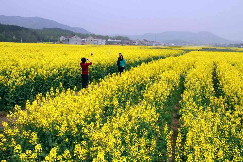 油菜花ai写真生成