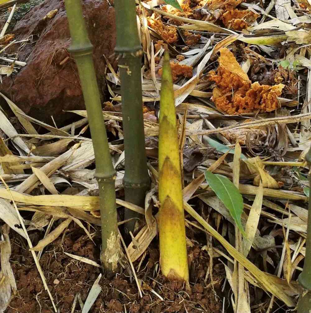 AI技术如何实现植物生成：探索人工智能在植物培育与设计中的应用