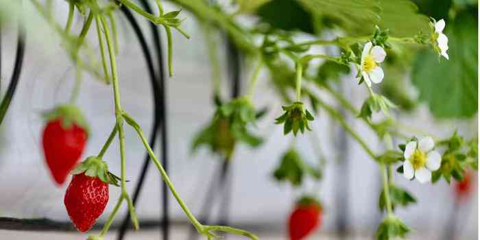 AI技术如何实现植物生成：探索人工智能在植物培育与设计中的应用