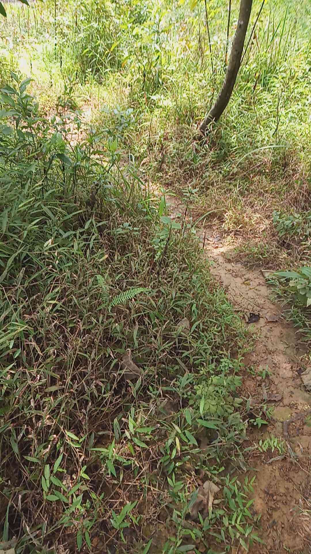 全功能自然风光模拟器：一键生成多样化虚拟风景解决方案