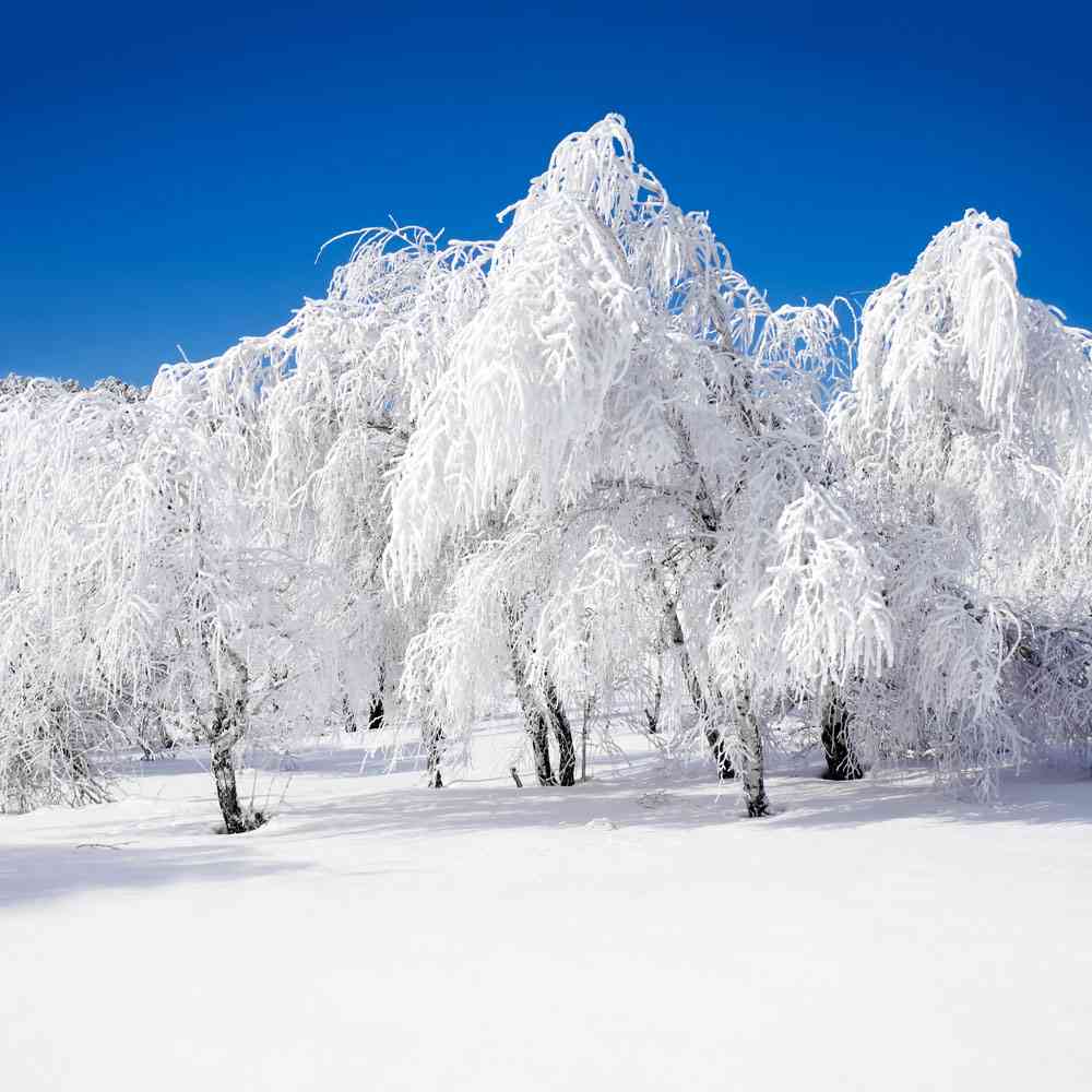 雪景文案短句干净治愈：柔情侣、简单希望、新学期启程