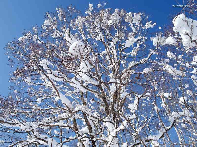 抖音精选：冬日雪景文案，雪花绘就洁白世界，与我们共赴静美丽的句子宴