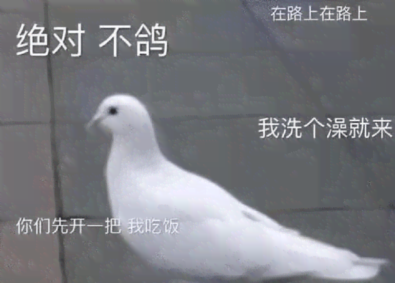 小鸽ai英语文案怎么说