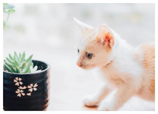 爱的治愈短句：与可爱猫咪一起，让人心动的宠物小动物文案朋友