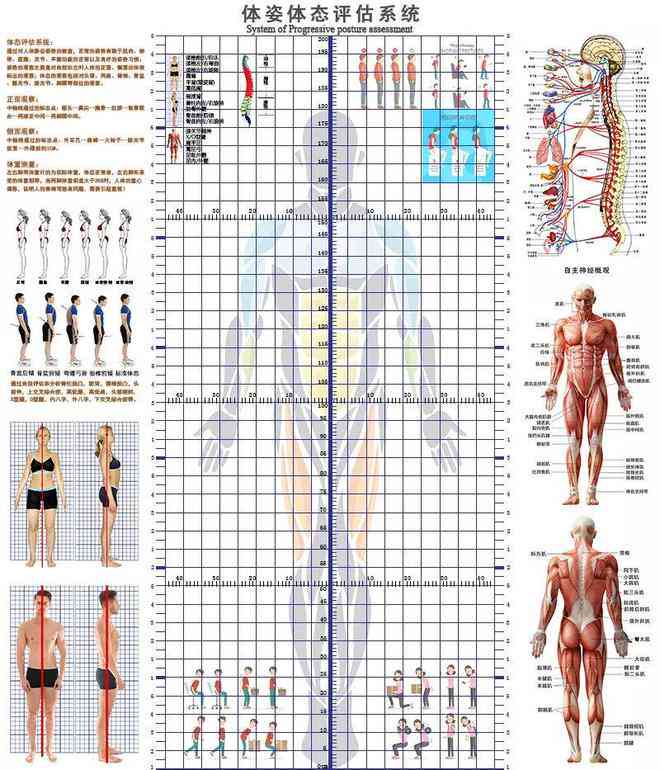 全面体型分析指南：专业体型评估与优化建议