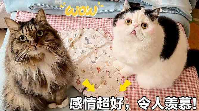 猫咪友情文案：喵星人之间的暖故事与心灵触动