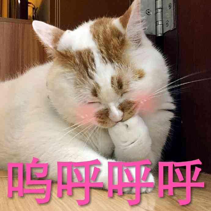 猫咪友情文案：喵星人之间的暖故事与心灵触动