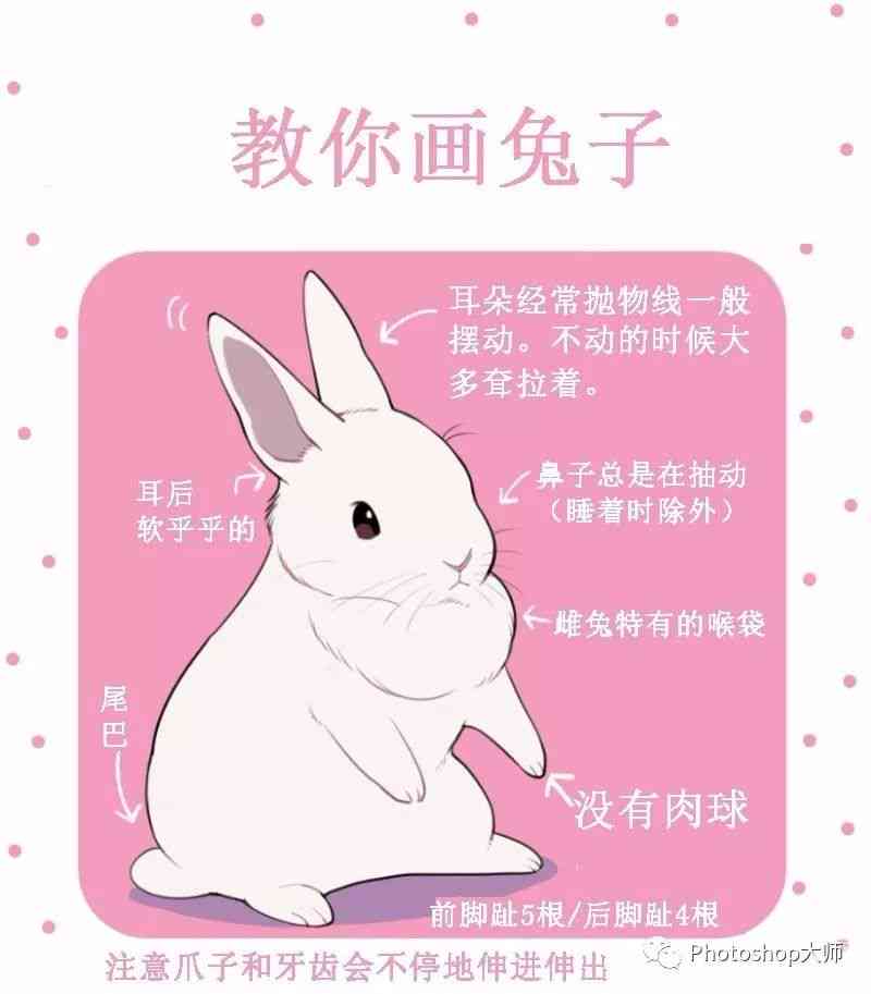 兔子翻译攻略：怎么准确描绘兔子的画法