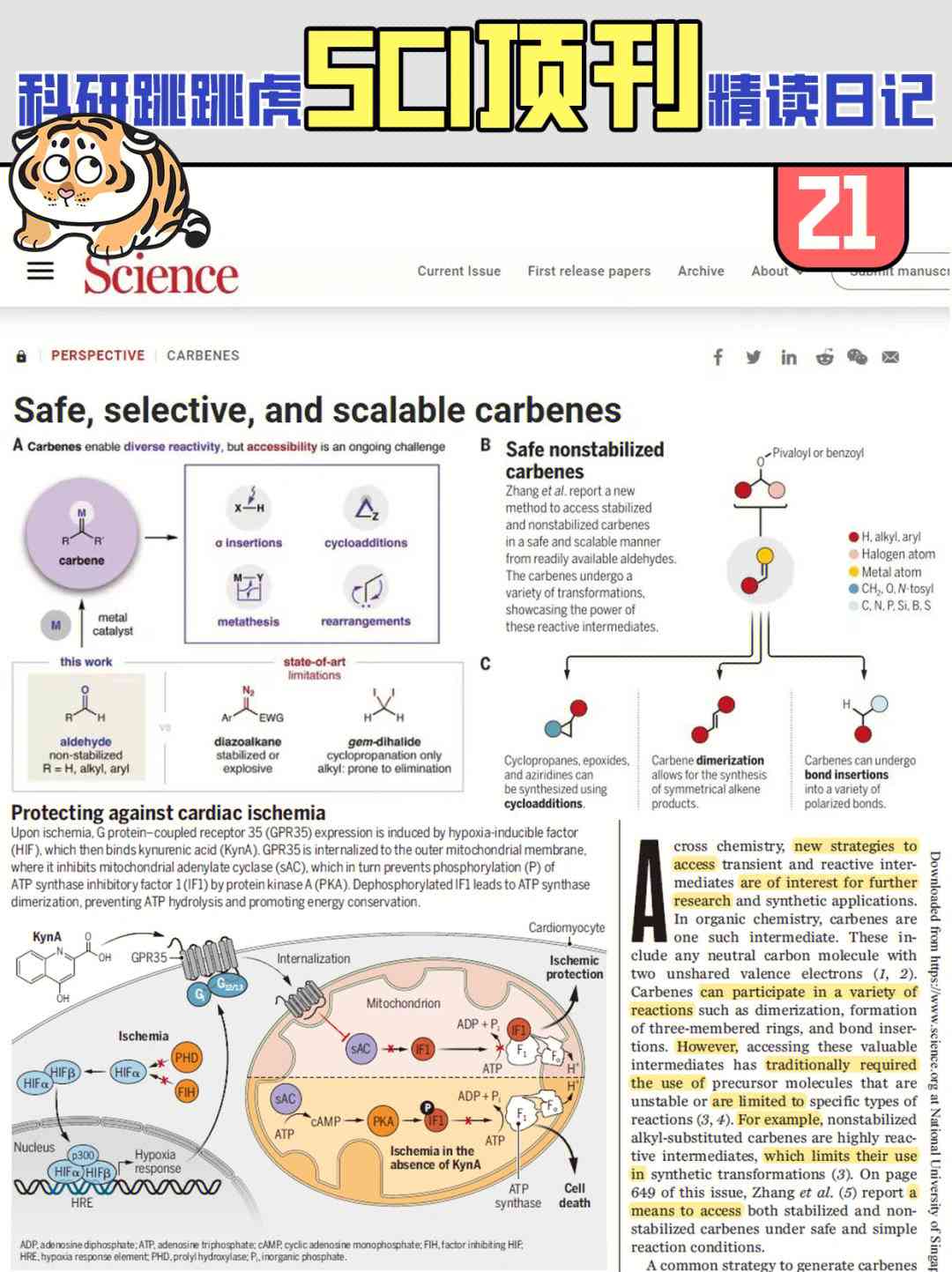 sci写作中ai和ps的区别