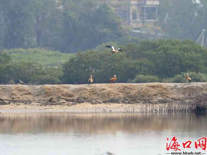 AI鸟类监测报告