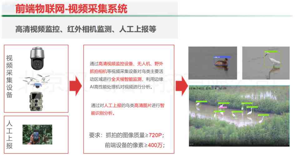 AI鸟类监测报告