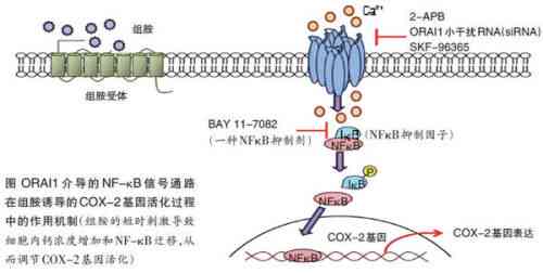 快速准确识别癌细胞：全新AI驱动的细胞识别应用实现90秒内高精度检测