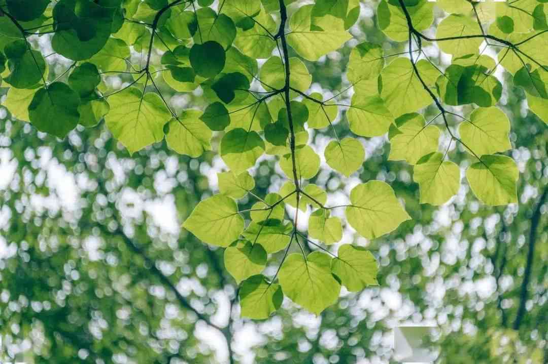 免费送朋友圈文案：朋友圈赠送文案领取攻略，轻松发圈免费送好礼！