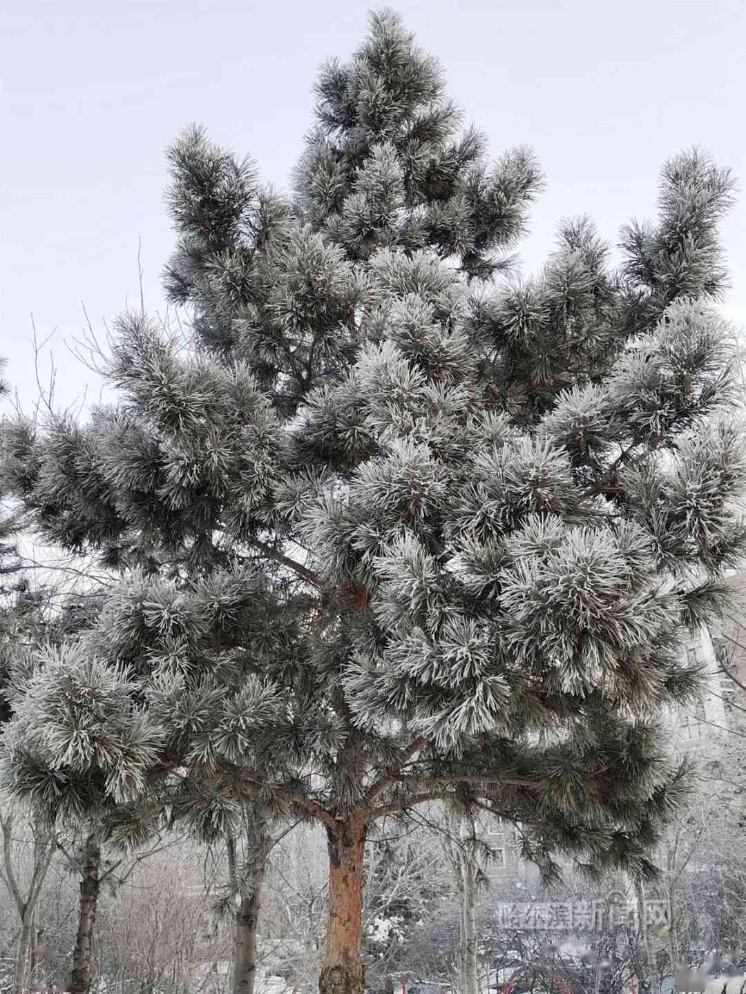 银花装饰的雪树究竟是什么意思？揭秘雪树银花是否成语