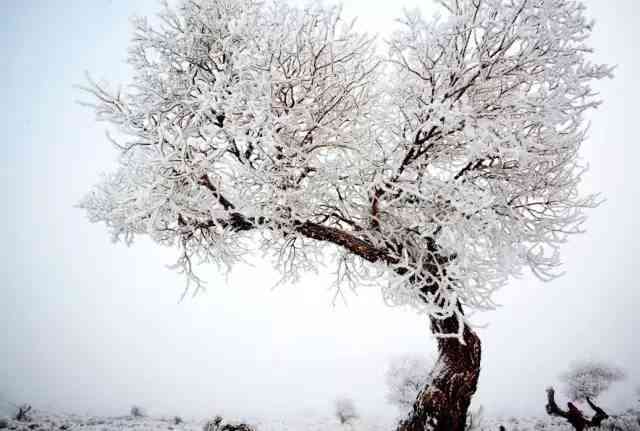 银花装饰的雪树究竟是什么意思？揭秘雪树银花是否成语