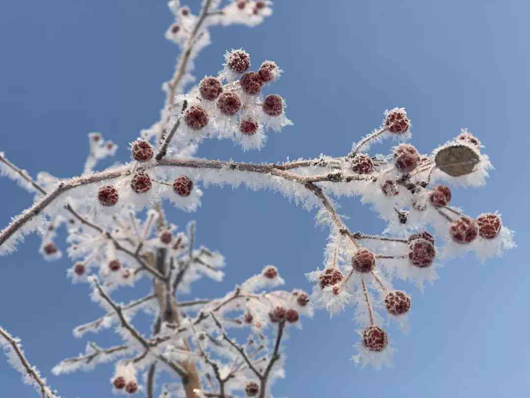 银花装饰的雪树究竟是什么意思？揭秘雪树银花是否成语