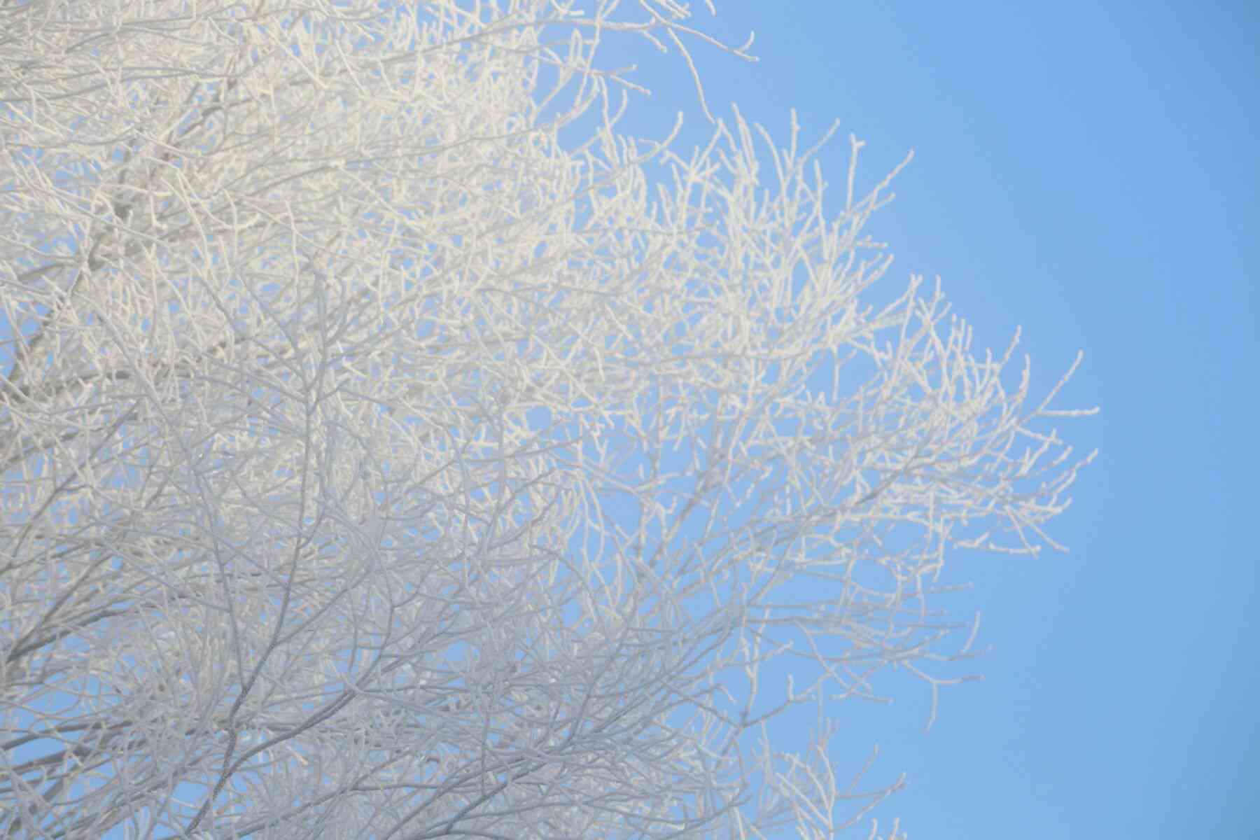 雪树银花ai文案