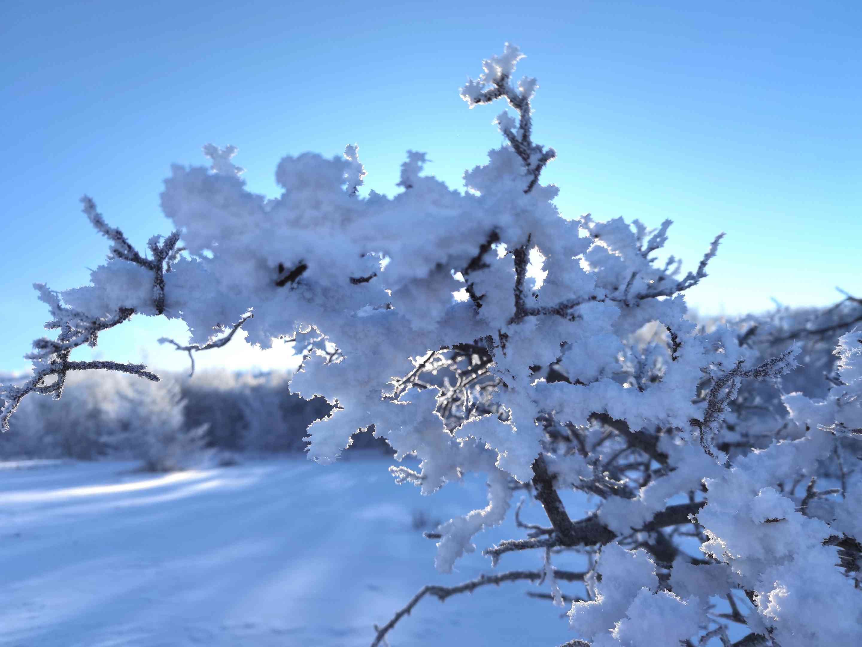 雪树银花ai文案