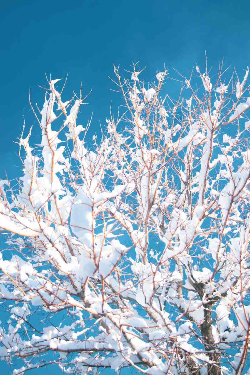 雪树银花ai文案