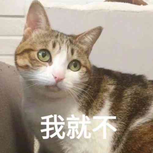 猫表情自定义文字生成器——轻松制作专属文字猫头