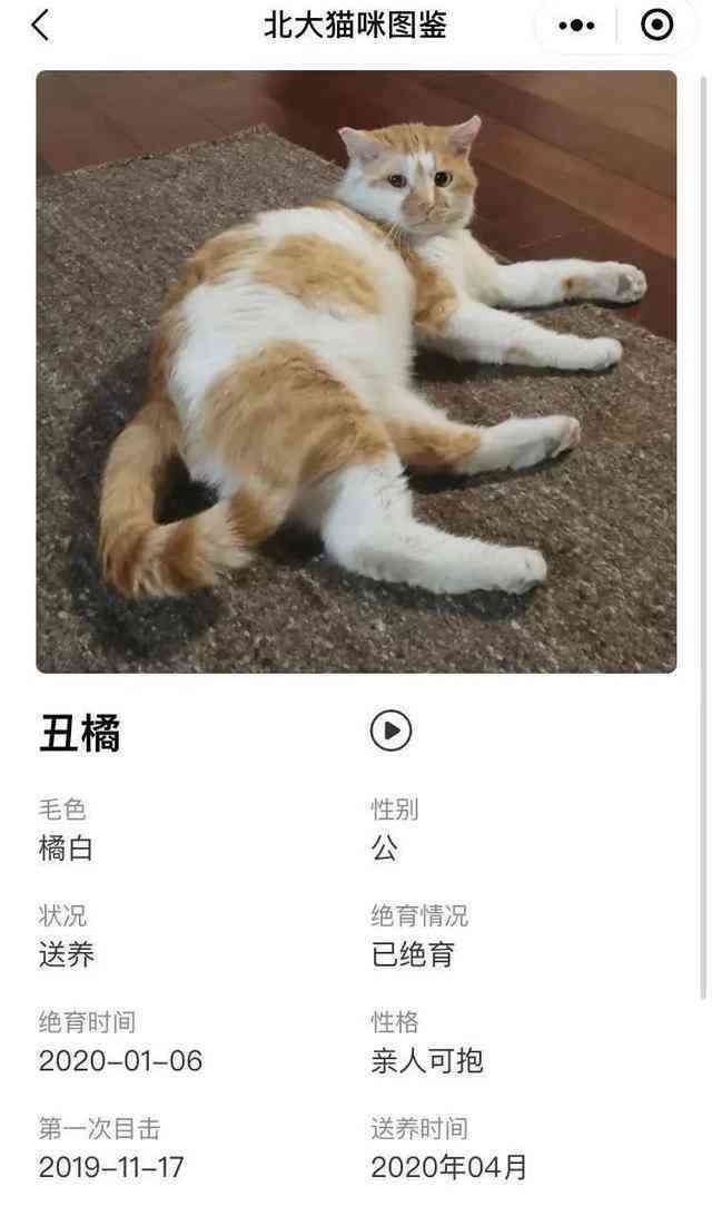 猫咪ai文案素材