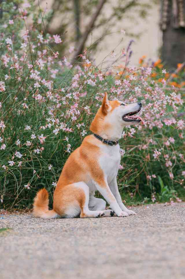 我们与爱宠的美好陪伴：宠物生活文案短句精选，治愈你的日常问题