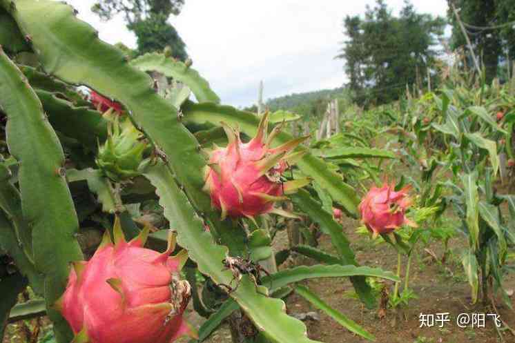 探索火龙果种植、营养价值与创意食谱：一篇全面解读的火龙果主题作文