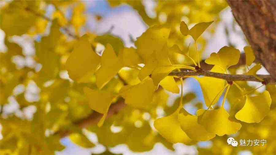 探秘银杏：植物文化、历传承与实用价值全解析