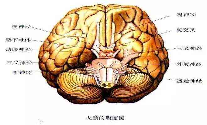 全方位细胞抗衰老攻略：揭秘缓衰老的科学方法与实用技巧