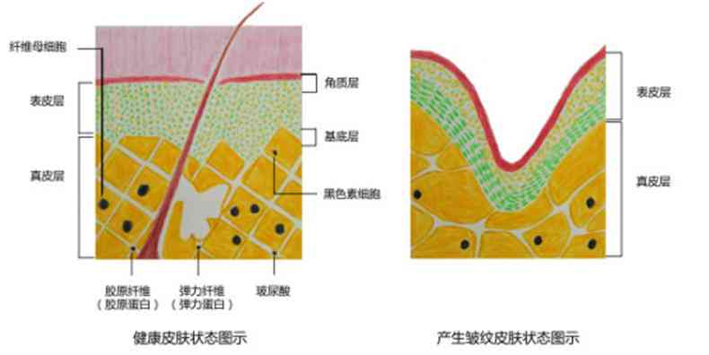 全方位细胞抗衰老攻略：揭秘缓衰老的科学方法与实用技巧