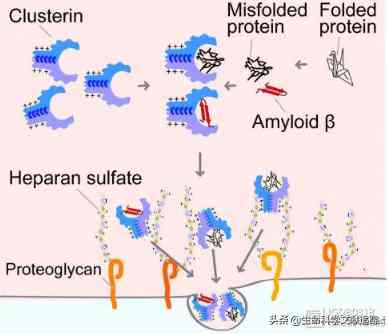 ai生物蛋白质预测实验报告怎么写：蛋白质生物学功能预测方法与实践