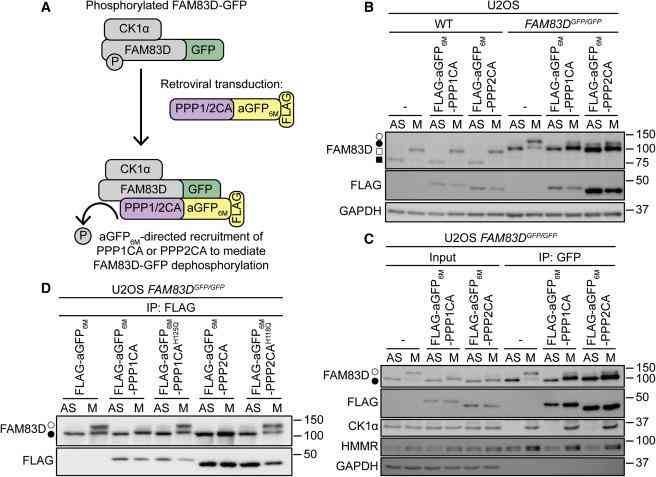 ai生物蛋白质预测实验报告怎么写：蛋白质生物学功能预测方法与实践