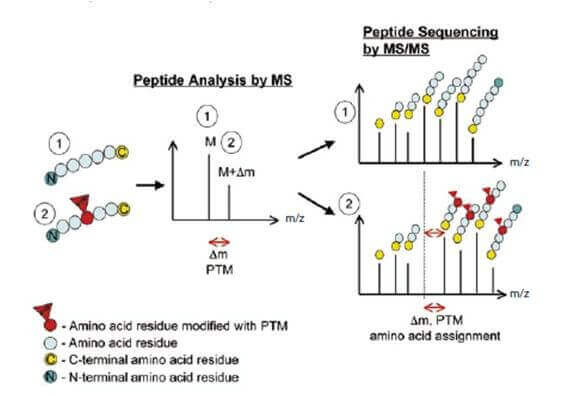 深入探索：从序列到功能——全面解析蛋白质生物学功能的预测方法与策略