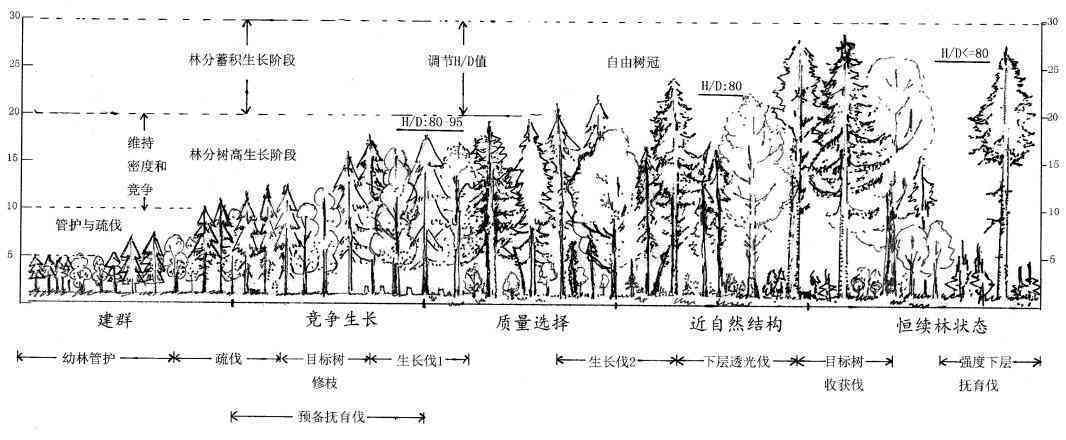 学生社会实践报告：全方位探讨防森林火灾策略与措