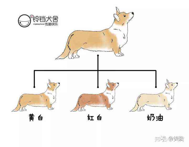 基犬的正确书写方法及常见相关问题解答指南