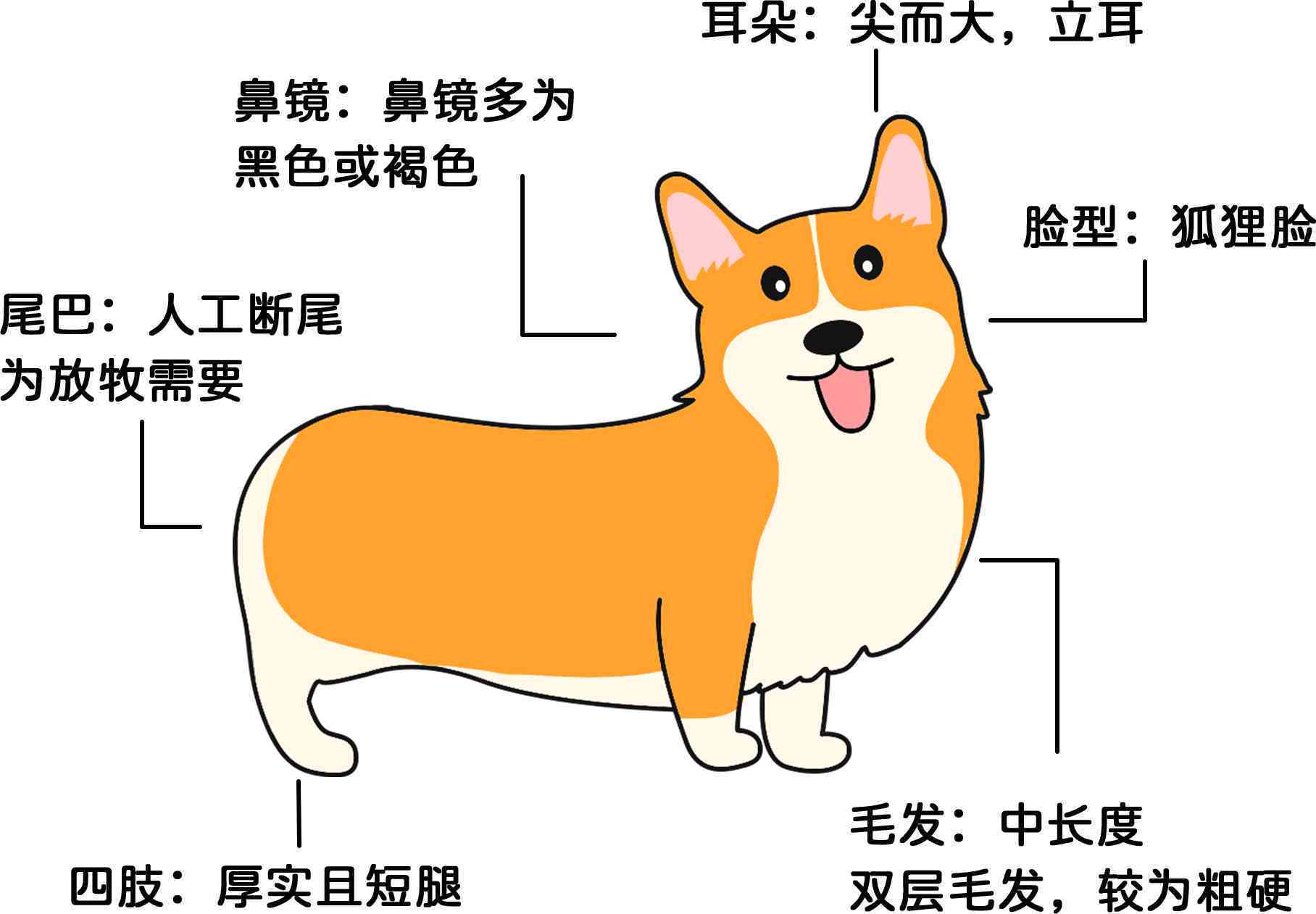 基犬的正确书写方法及常见相关问题解答指南