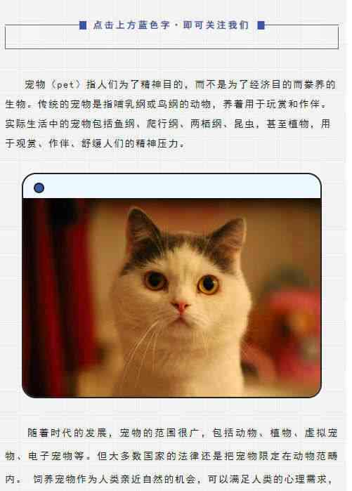 卡通猫咪素材库：知网精选宠物图片，免费文案模板与素材站