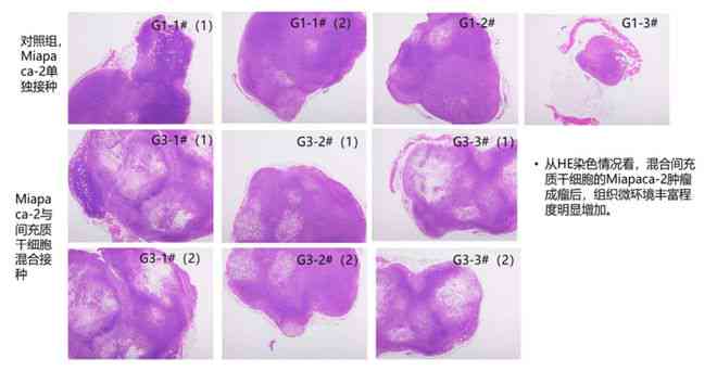 佐剂诱导的关节炎动物模型：风湿性关节炎研究新视角